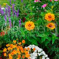 background of bright garden flowers