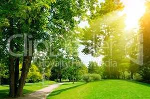 Bright sunny day in park. Sun rays illuminate green grass and tr