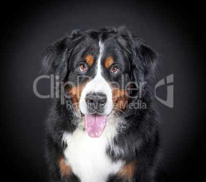 Berner Sennenhund Kopf