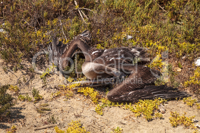 Dead California brown pelican Pelecanus occidentalis californicu