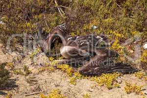 Dead California brown pelican Pelecanus occidentalis californicu
