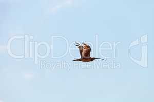 Long-billed curlew bird Numenius americanus flies over a marsh i