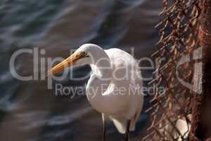 Great egret Ardea alba hunts for food in a marsh in Bolsa Chica