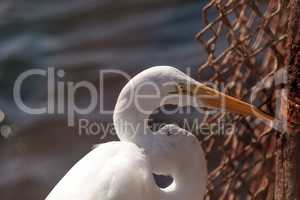 Great egret Ardea alba hunts for food in a marsh in Bolsa Chica