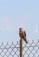 Merlin Falco columbarius bird of prey perches on a post in the B