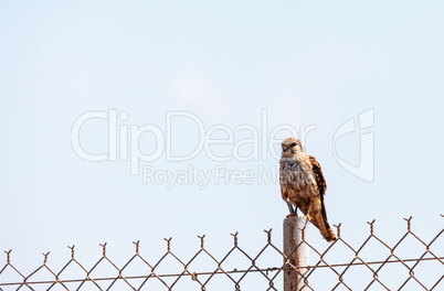 Merlin Falco columbarius bird of prey perches on a post in the B