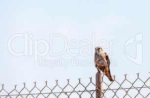 Merlin Falco columbarius bird of prey perches on a post in the B