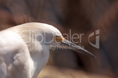 Great egret Ardea alba hunts for food in a marsh in Bolsa Chica