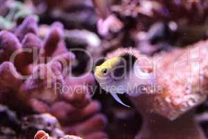 Fiji Yellow Head damsel Chrysiptera rollandi