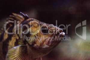 Flag rockfish Sebastes rubrivinctus