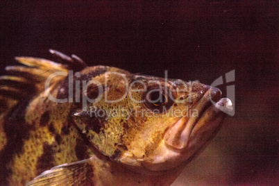 Flag rockfish Sebastes rubrivinctus
