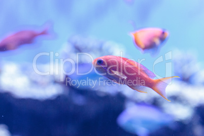 Lyretail Anthias fish known as Pseudanthias squamipinnis