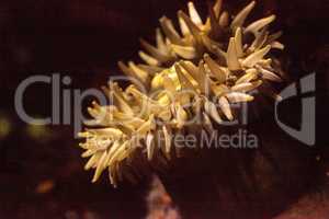 Painted anemone Urticina crassicornis