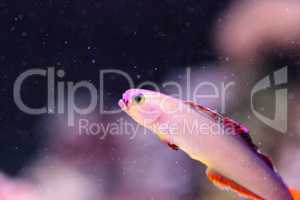 Purple cap firefish, Nemateleotris decora,
