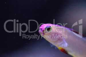 Purple cap firefish, Nemateleotris decora,
