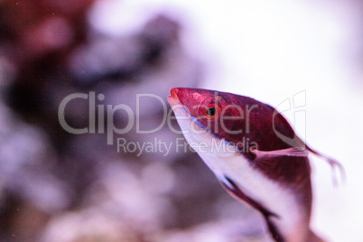 Dark red Cirrhilabrus sailfin fairy wrasse