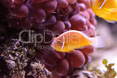 Orange skunk clownfish called Amphiprion perideraion