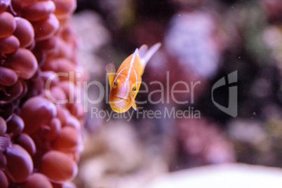Orange skunk clownfish called Amphiprion perideraion