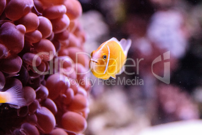 Orange skunk clownfish called Amphiprion perideraion