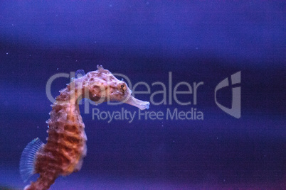 Spotted seahorse Hippocampus kuda