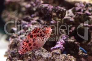 Spotted hawkfish Cirrhitichthys aprinus