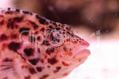 Spotted hawkfish Cirrhitichthys aprinus