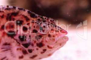 Spotted hawkfish Cirrhitichthys aprinus