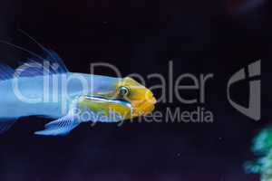 Sleeper Gold Head Goby fish Valenciennea strigata