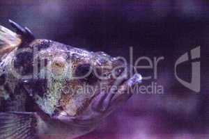 Tiger rockfish Sebastes nigrocinctus