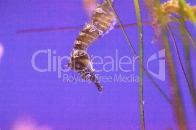 Lined seahorse Hippocampus erectus