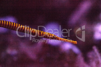 Yellowbanded pipefish Doryrhamphus pessuliferus