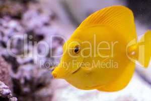 Yellow tang fish, Zebrasoma flavenscens