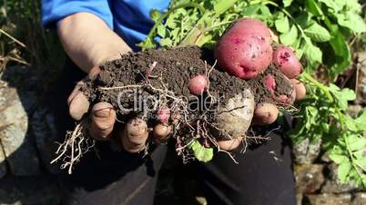 Freshly harvested organic potatoes held in a woman's hands
