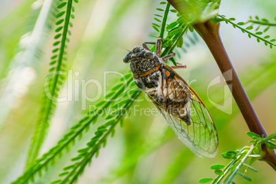 Cicada sits on a branch in natural habitat