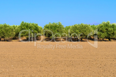 Plantation of olive trees.