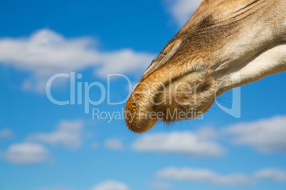 Nose of a giraffe against a blue sky