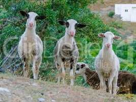 Three young sheeps