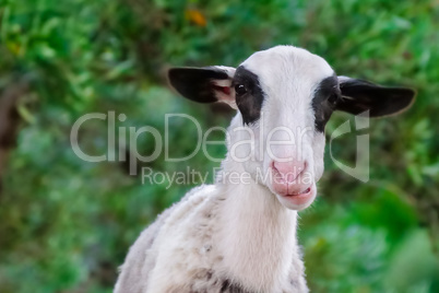 Sheep portrait close up