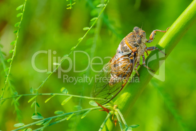 Cicada sits on a branch on a green background