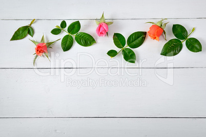 Roses on white wooden background.