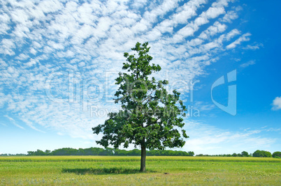 Oak tree on green meadow and sky with light clouds.