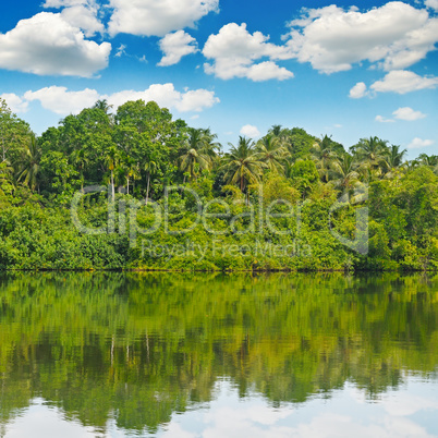 Tropical palm forest on river bank