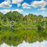 Tropical palm forest on river bank