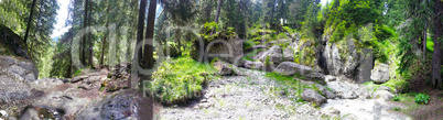 Panoramic view of a forest from Mount Bucegi on summer