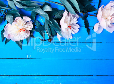 Three blooming white peonies