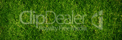 Closed up view of grass