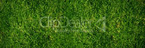 Closed up view of grass