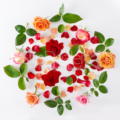 roses isolated on white background