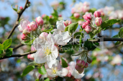 Flowers of an apple tree.