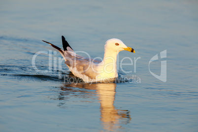 California Gull (Larus californicus) Wading in the Golden Hours.